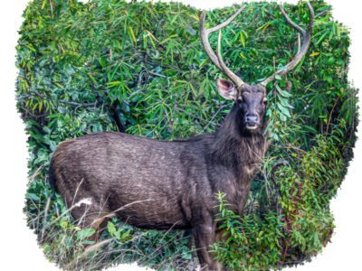 Bandhavgarh National Park tour package
