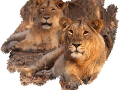 Gir Forest Nation Park tour package