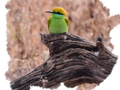 Kanha National Park tour packages