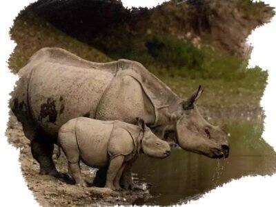 Kaziranga National Park tour package