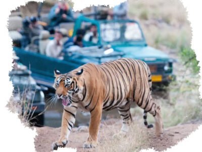 Ranthambore Tiger Reserve tour package