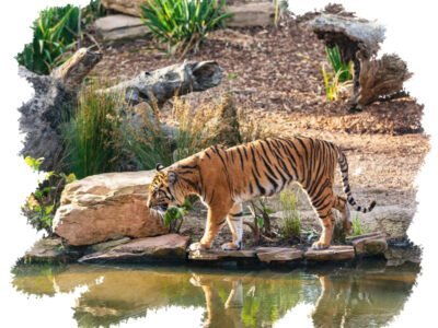 Sunderbans National Park tour package