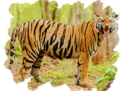 Tadoba-Andhari Tiger Reserve tour package