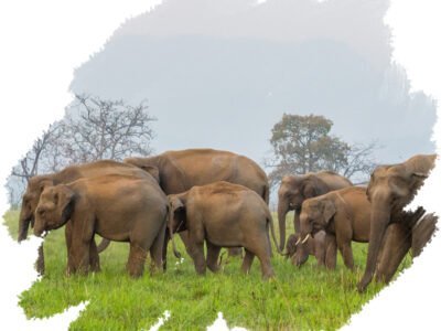 jim corbett safari tour