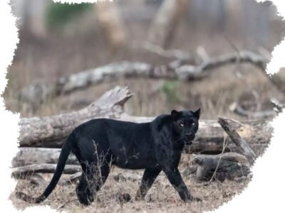 pench national park tour package