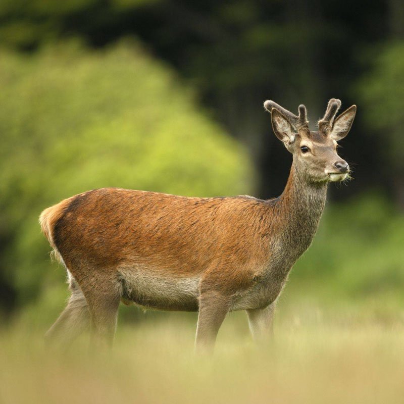 Classic India Wildlife Tour