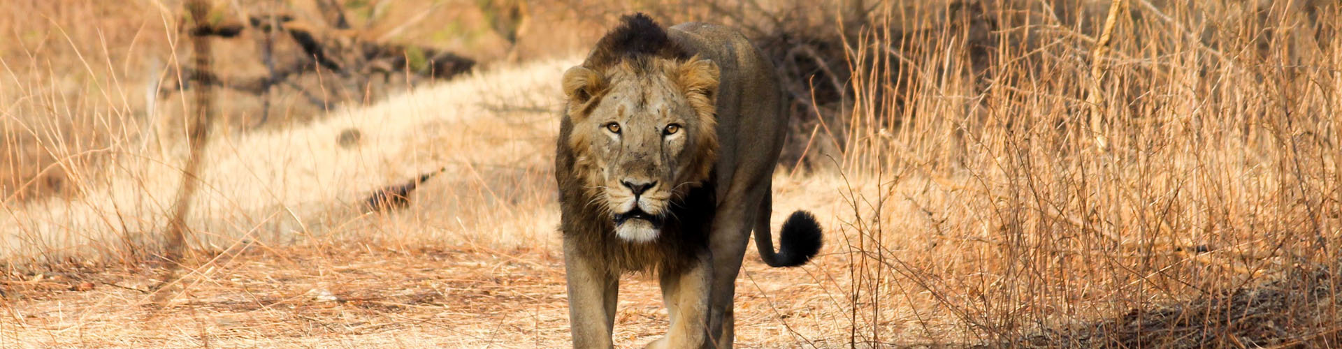 Gir Safari Tour and Packages