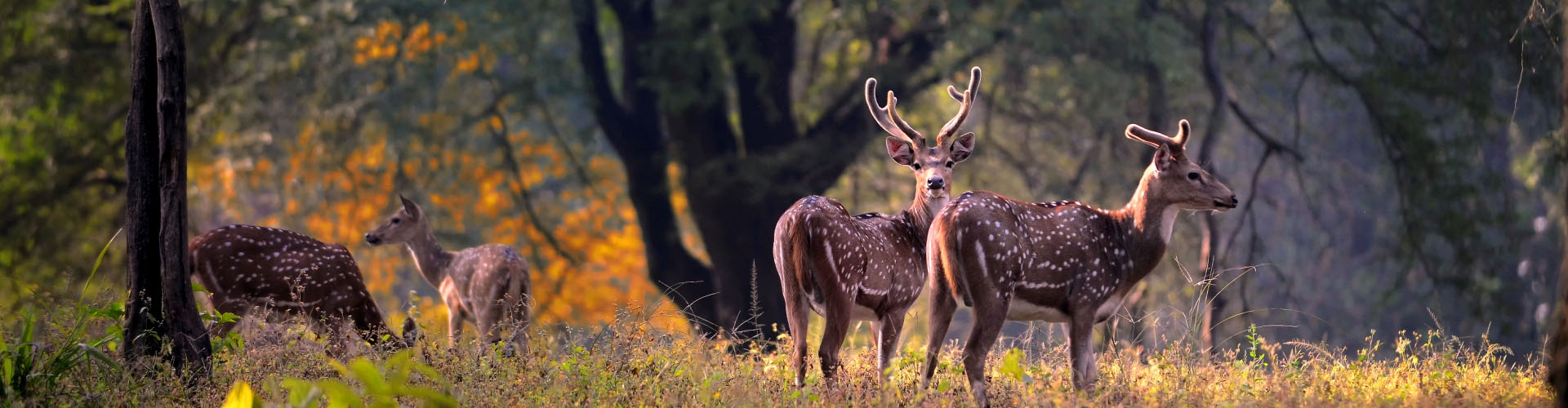 Kanha National Park Wildlife Tour & Holiday Packages