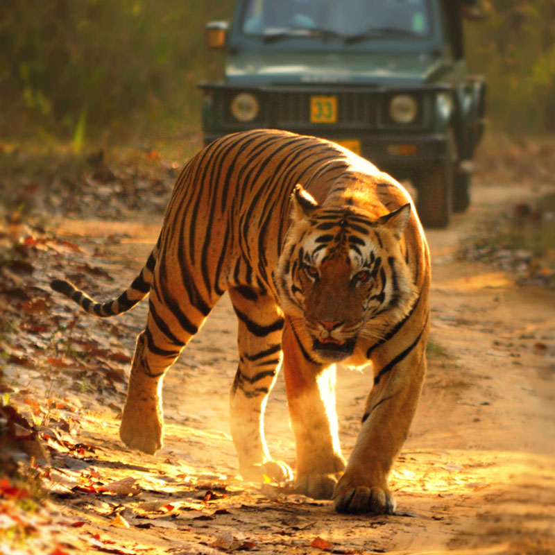 North & Central India Tiger Tour – Cultural Safari Tours