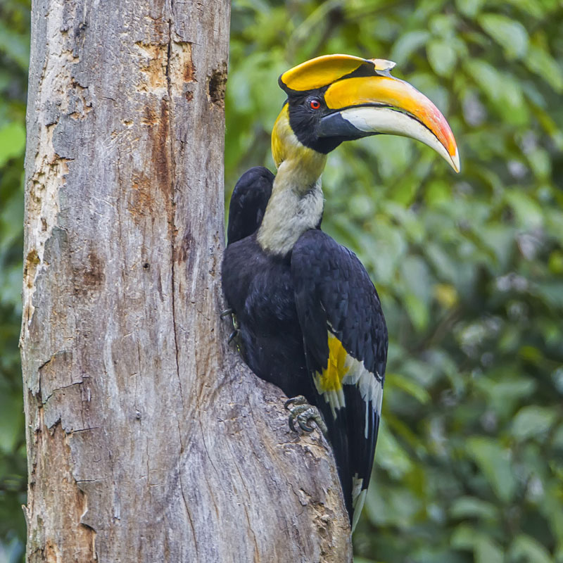 North East India Bird Watching Tour