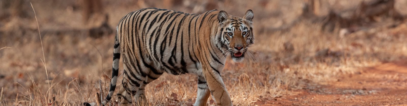 Tadoba National Park, Tadoba Online Safari Booking