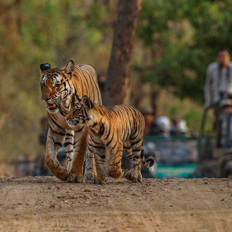 Tiger Photography In Bandhavgarh National Park