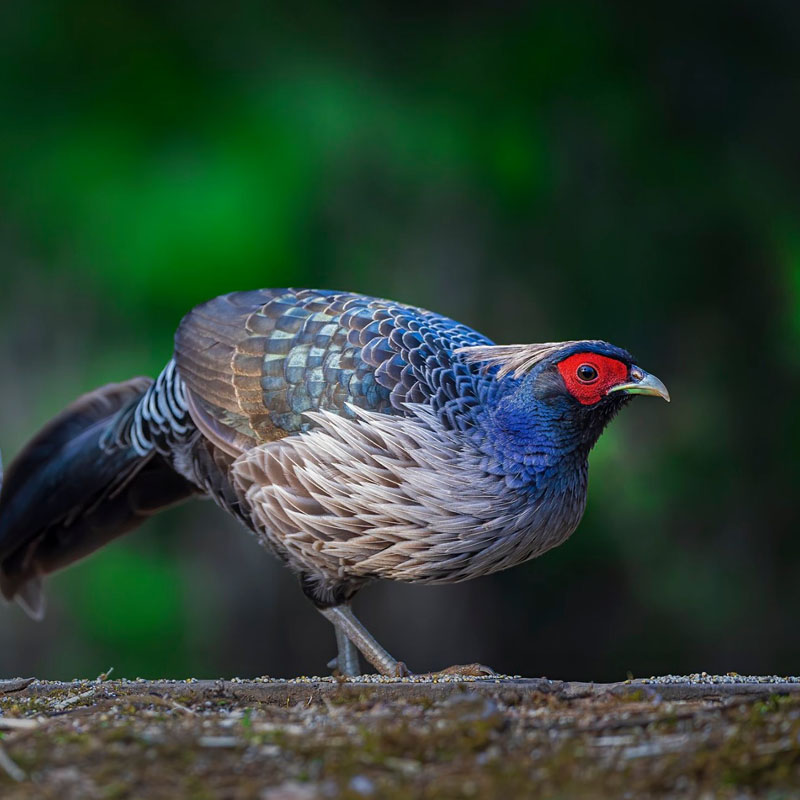 Wildlife & Birding Photography Tour To Uttarakhand