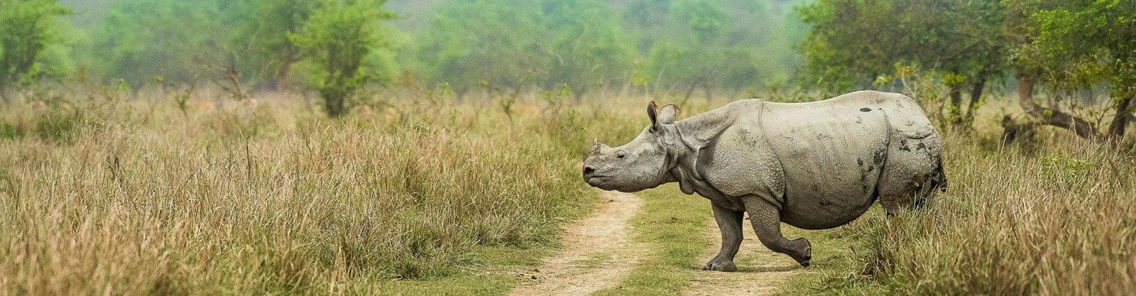 Wildlife Holidays & Tour Packages Kaziranga