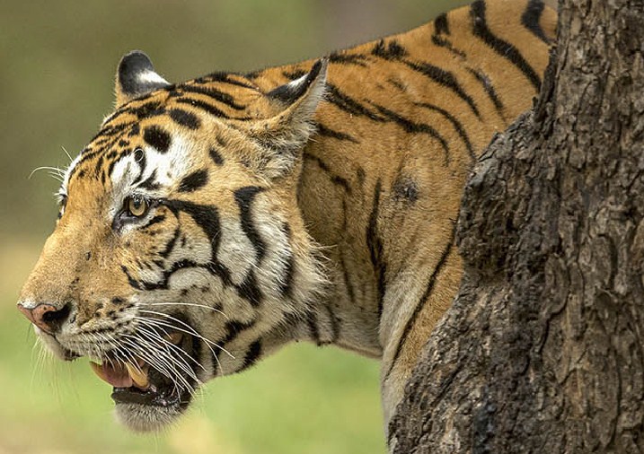 Tiger Safari Packages India