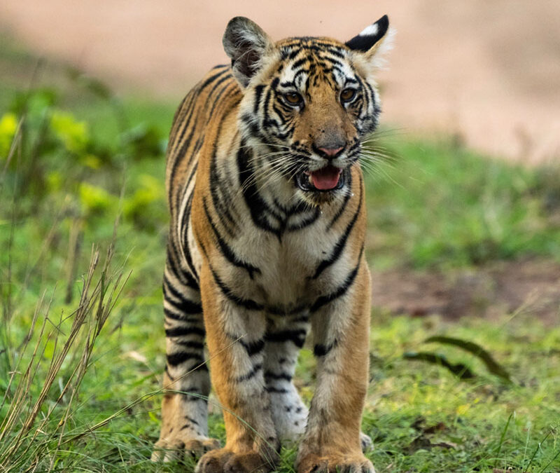 wildlife tour operators in india
