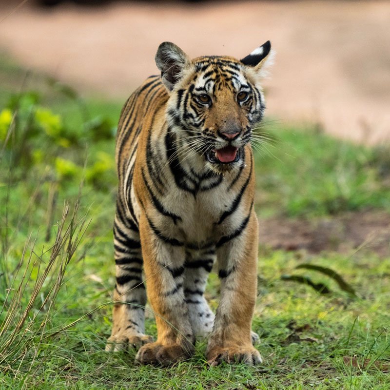 Wildlife Tiger Safari India